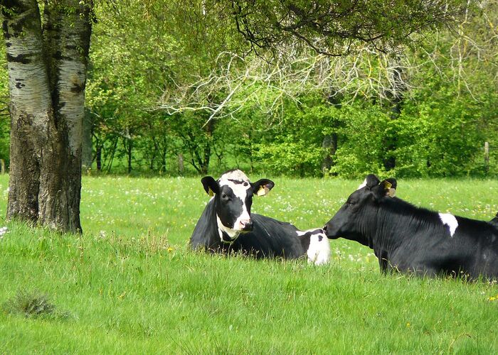 élevage vaches _photo d-illustration-non contractuelle © Droits Réservés © © Droits Réservés