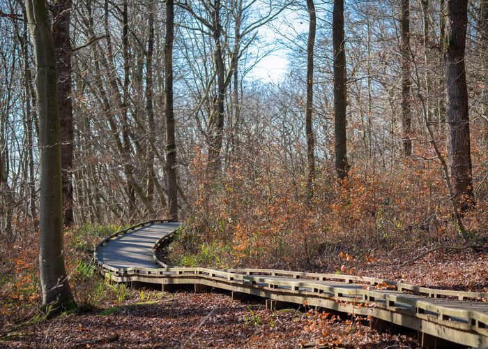 Forêt d'Éperlecques 2024 © Quentin MAILLARD - Tourisme en Pays de Saint-Omer