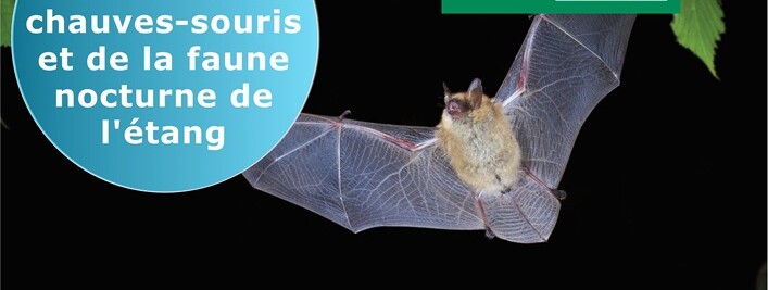 À la découverte des chauves-souris et de la faune nocturne de l’étang - 0