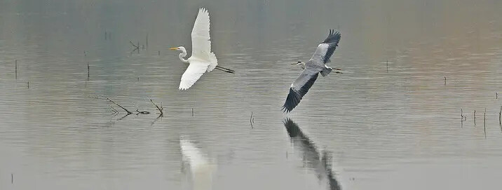 Découverte des oiseaux d&rsquo;eau d&rsquo;un étang exceptionnel ! - 0
