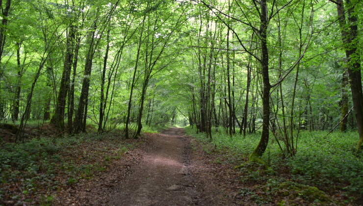 Forêt. CP Abre Cnudde (2) (1).JPG