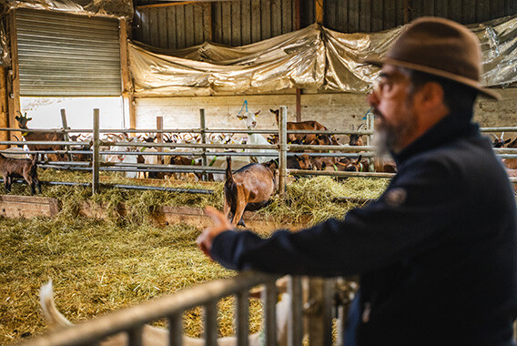 Mademoiselle Chèvre