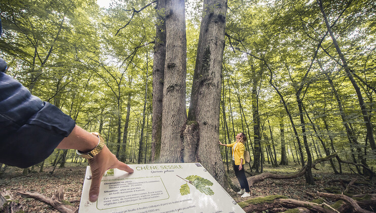 Circuit des arbres remarquables