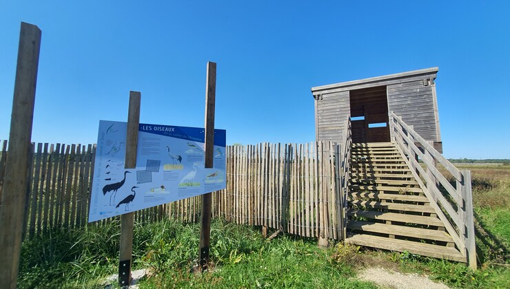 Zone humide Davrey CP Tabéa Posteaux (24).jpg