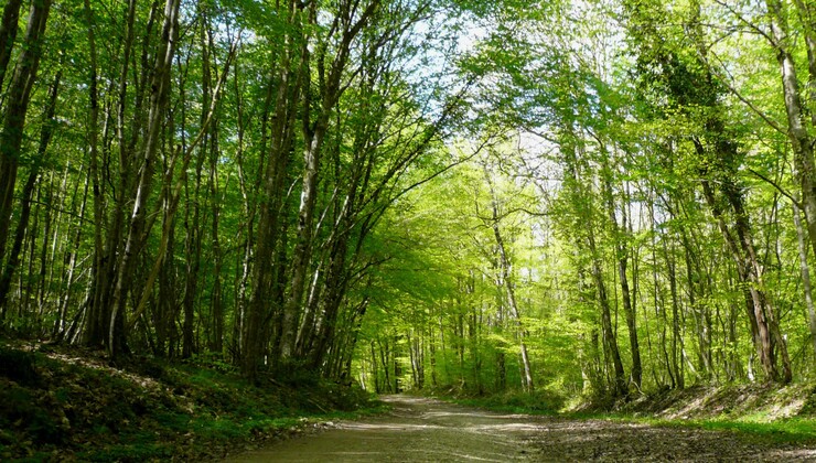 Forêt. CP Vincent ALBERT-BRUNET.jpg