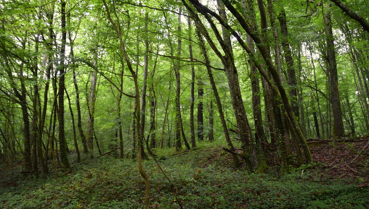 Forêt. CP Abre Cnudde (1).JPG