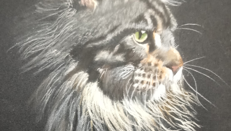 chat carré.jpg