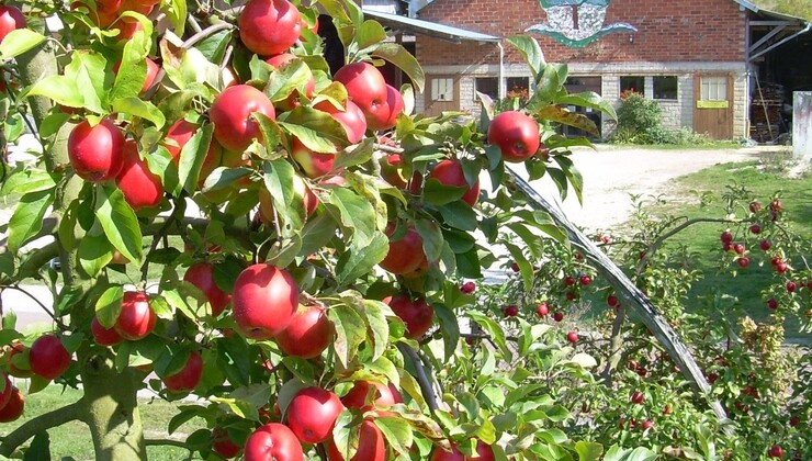 Ferme des Charmes