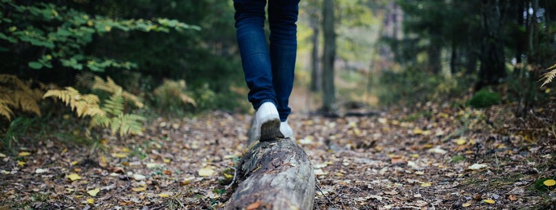 Randonnée en Forêt - 0
