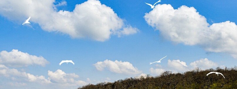 Terre d’oiseaux - 0