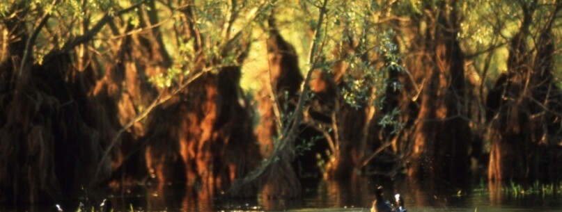 La Forêt du Petit-Orient - 0