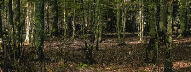La Forêt du Grand-Orient - 0