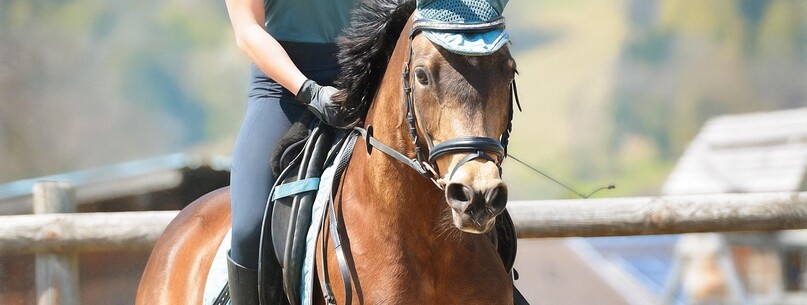 Stage d’équitation - 0