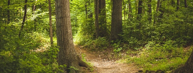 Du réseau à la cime, rencontre avec les oiseaux de notre territoire - 0