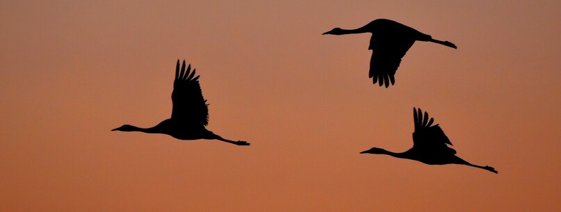 Sortie “Découvertes ornithologiques” - 0