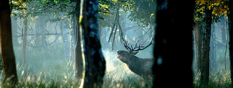 Brame du cerf à l’Espace Faune : frissons d’automne avec le Guide du Parc - 0