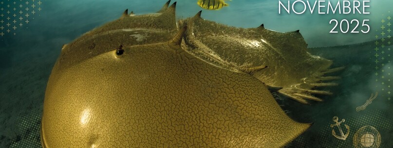 Festival International de la Photo Animalière et de Nature - 0