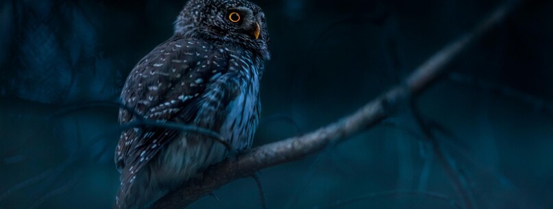 Animation nature : Chouette & cie - 0