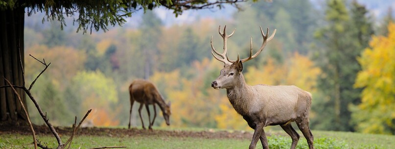Vivre le brame du cerf - 0