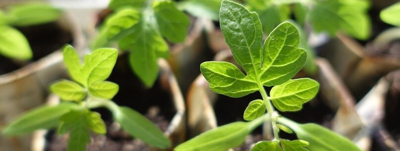Balade d’initiation aux plantes sauvages comestibles et médicinales - 0