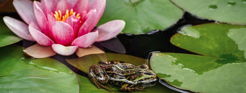 Fête de la nature – Découverte de l’étang de La Chaise - 0