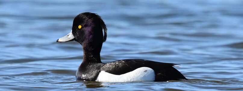 Découverte des oiseaux d’eau - 0
