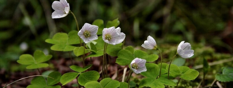 Petites balades de découverte : plantes sauvages comestibles et médicinales - 0