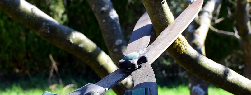 Atelier taille d’arbres fruitiers - 0