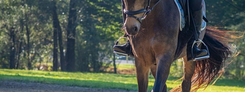 Stage d’équitation - 0