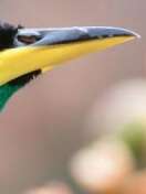 Exposition photographique "Les oiseaux de Guyane, une histoire naturelle" Exposition photographique "Les oiseaux de Guyane, une histoire naturelle"