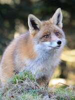 Le Renard au Secours de l'Homme Le Renard au Secours de l'Homme