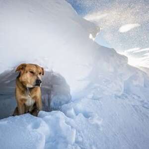 Découverte du travail de chien d'avalanche avec Saab et son maître Découverte du travail de chien d'avalanche avec Saab et son maître