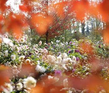 Splendeurs d'Automne Splendeurs d'Automne