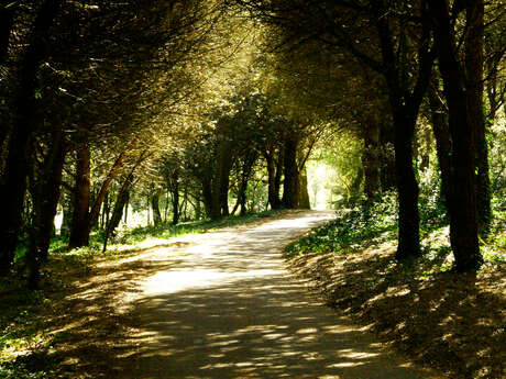 Le chemin de la forêt Le chemin de la forêt