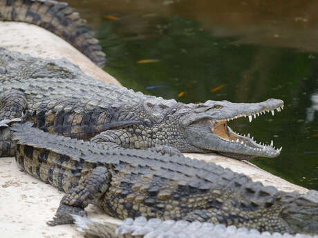 Planète Crocodiles Planète Crocodiles
