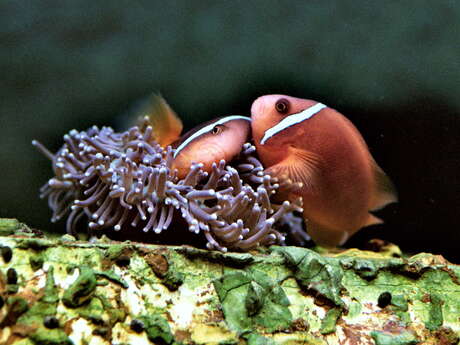 Le Roc des Curiosités, Aquarium-musée Le Roc des Curiosités, Aquarium-musée