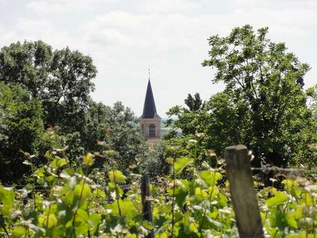 LES VIGNES LES VIGNES