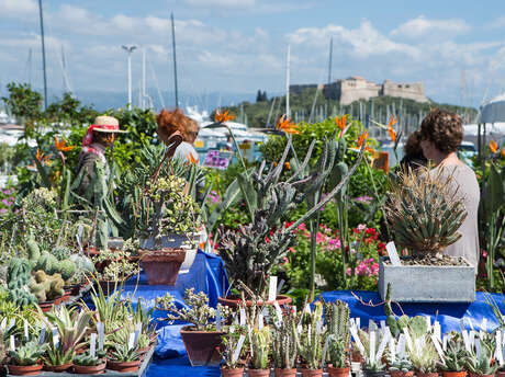 Gli Floralies d'Antibes Gli Floralies d'Antibes