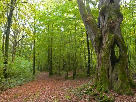 Circuit VTT des vergers Circuit VTT des vergers