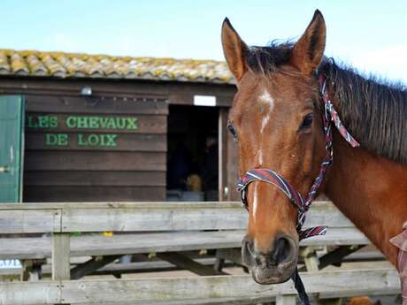 LE HARAS DE LOIX LE HARAS DE LOIX