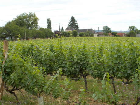 Autour du vignoble Autour du vignoble