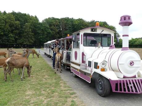 Safari Train Safari Train