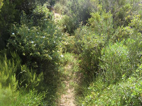 Rando La Bataille du Boulou Rando La Bataille du Boulou