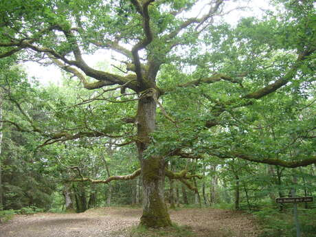 Circuit de randonnée : La forêt de Drouille Circuit de randonnée : La forêt de Drouille