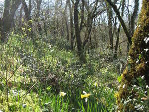 Le bois des jonquilles Le bois des jonquilles