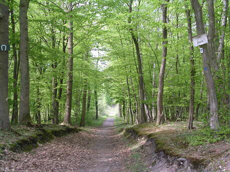 Itinéraire pédestre en forêt de Saint-Germain-en-Laye Itinéraire pédestre en forêt de Saint-Germain-en-Laye