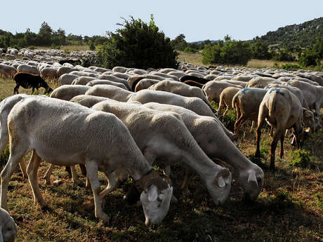 RANDO L'agropastoralisme du Causse Noir RANDO L'agropastoralisme du Causse Noir