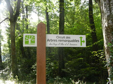 Circuit des arbres remaquables Circuit des arbres remaquables