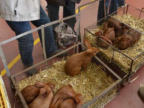 MARCHÉ AUX VOLAILLES VIVANTES DU LUNDI A SAMATAN MARCHÉ AUX VOLAILLES VIVANTES DU LUNDI A SAMATAN