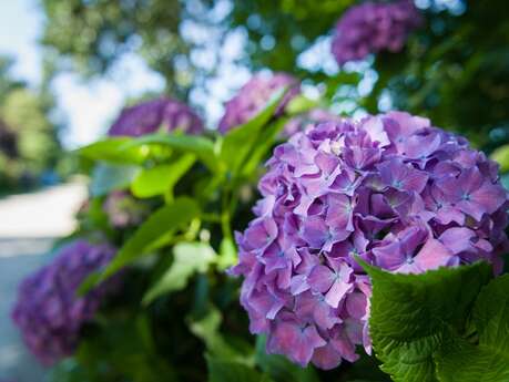 Circuit des Hortensias Circuit des Hortensias